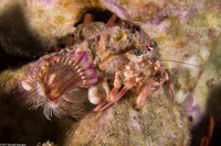 Dardanus gemmatus (Jeweled Anemone Crab)