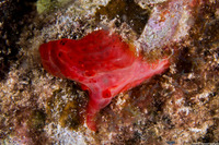 Phorbas sp.1 (Red Phorbas)