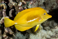 Zebrasoma flavescens (Yellow Tang)