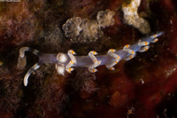 Samla bicolor (Bicolor Nudibranch)