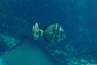 Acanthurus guttatus (Whitespotted Surgeonfish)