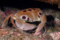 Carpilius maculatus (Seven-Eleven Crab)