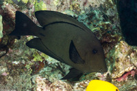 Ctenochaetus hawaiiensis (Black Surgeonfish)