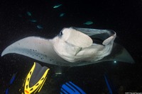 Mobula alfredi (Coastal Manta Ray)