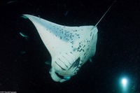 Mobula alfredi (Coastal Manta Ray)
