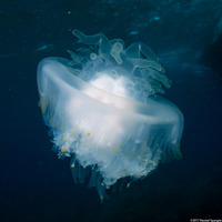 Cephea cephea (Crowned Jellyfish)