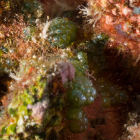 Dictyosphaeria cavernosa (Bubble Seaweed)
