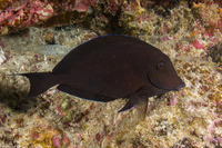 Acanthurus nigroris (Blueline Surgeonfish)
