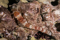 Polyplectana kefersteini (Keferstein's Sea Cucumber)