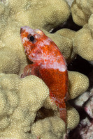 Scorpaenodes corallinus (Coral Scorpionfish)