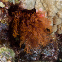 Halymenia sp.1 (Cock's Comb Seaweed)