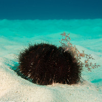 Tripneustes gratilla (Collector Urchin)