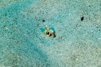 Ariosoma marginatum (Large-Eye Conger)