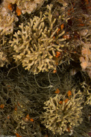Celleporina sp.1 (Staghorn Bryozoan)