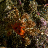 Phyllolithodes papillosus (Heart Crab)