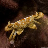 Scleroplax tubicola (Tube-Dwelling Pea Crab)