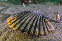 Patinopecten caurinus (Giant Pacific Scallop)