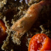 Spirontocaris prionota (Deep Blade Shrimp)