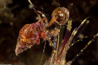 Haigiopagurus diegensis (San Diego Hermit Crab)