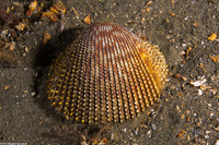 Dallocardia quadragenaria (Spiny Pricklycockle)