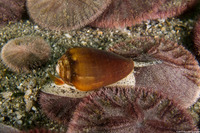 Conus californicus (California Cone Snail)
