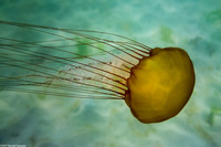 Chrysaora fuscescens (Brown Jellyfish)