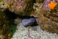Anarrhichthys ocellatus (Wolf-Eel)