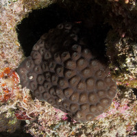 Diploastrea heliopora (Honeycomb Coral)