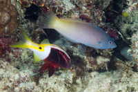 Parupeneus barberinoides (Bicolor Goatfish)