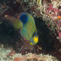 Pygoplites diacanthus (Regal Angelfish)