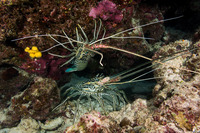 Panulirus versicolor (Painted Spiny Lobster)