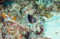 Pycnochromis iomelas (Pacific Half-and-Half Chromis)