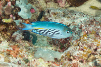 Genicanthus watanabei (Pinstriped Angelfish)