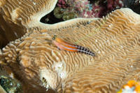 Ecsenius fijiensis (Fiji Clown Coralblenny)