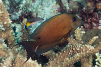 Acanthurus nigros (Blue-Lined Surgeonfish)