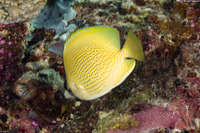 Chaetodon citrinellus (Speckled Butterflyfish)