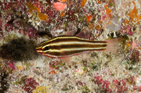 Ostorhinchus nigrofasciatus (Blackstripe Cardinalfish)