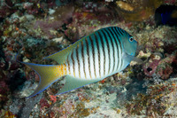 Genicanthus melanospilos (Black-Spot Angelfish)