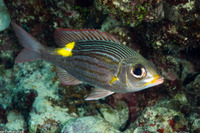 Gnathodentex aureolineatus (Striped Large-Eye Bream)