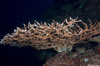 Acropora muricata (Common Staghorn Coral)