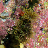 Tubastraea micranthus (Black Sun Coral)