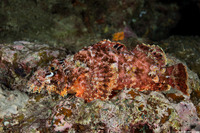 Scorpaenopsis papuensis (Papuan Scorpionfish)