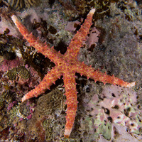 Gomophia egeriae (Egeria Sea Star)