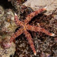 Gomophia egyptiaca (Egyptian Sea Star)