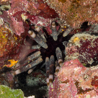 Phyllacanthus imperialis (Imperial Lance Urchin)