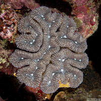 Lobophyllia hemprichii (Lobed Brain Coral)