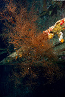 Antipathes sp.1 (Black Coral)