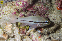 Pristiapogon exostigmata (Narrowstripe Cardinalfish)