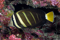 Zebrasoma veliferum (Pacific Sailfin Tang)