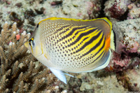 Chaetodon pelewensis (Dot & Dash Butterflyfish)